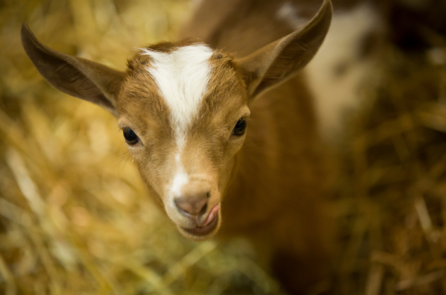 Image of a goat on standing on hay.